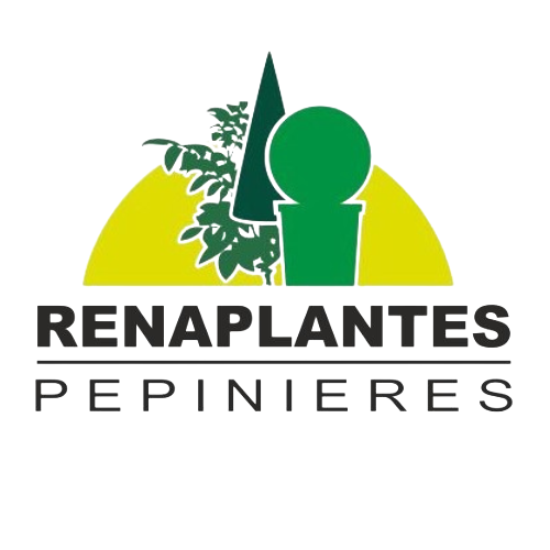 Renaplantes