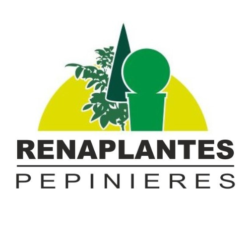 Blog posts renaplantes